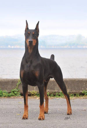 are dobermans the best guard dogs